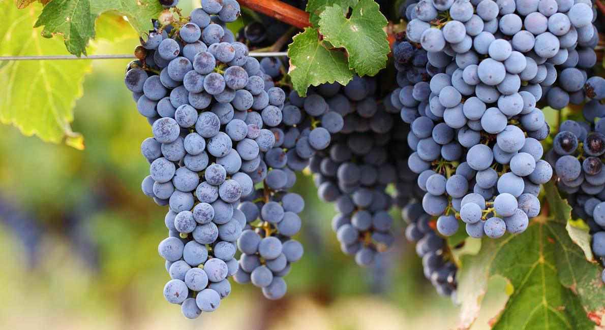 Cabernet Sauvignon