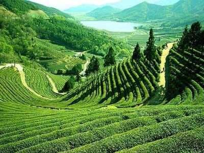 Polje caja-Darjeeling
