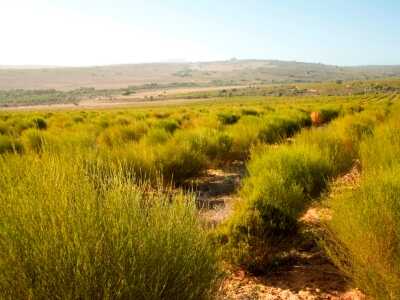Polje caja-Rooibos